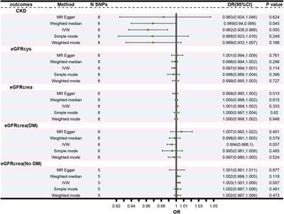 Exploring the genetic causal association of TIMP3 on CKD and kidney function: a two-sample mendelian randomization